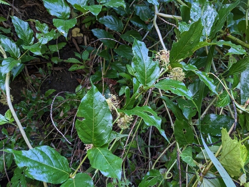 Uncaria lanosa