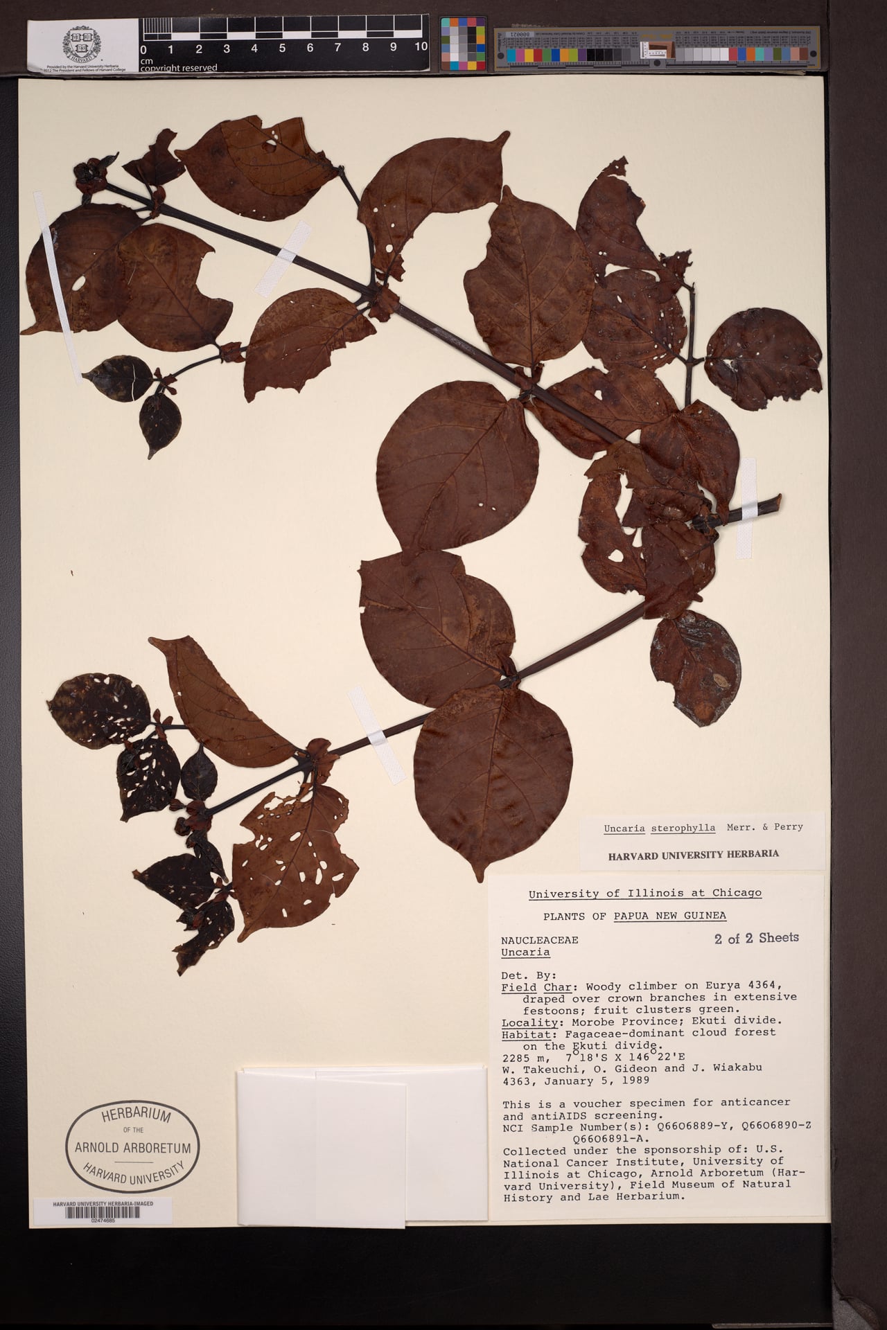 Uncaria sterrophylla (Yawalein) — photo