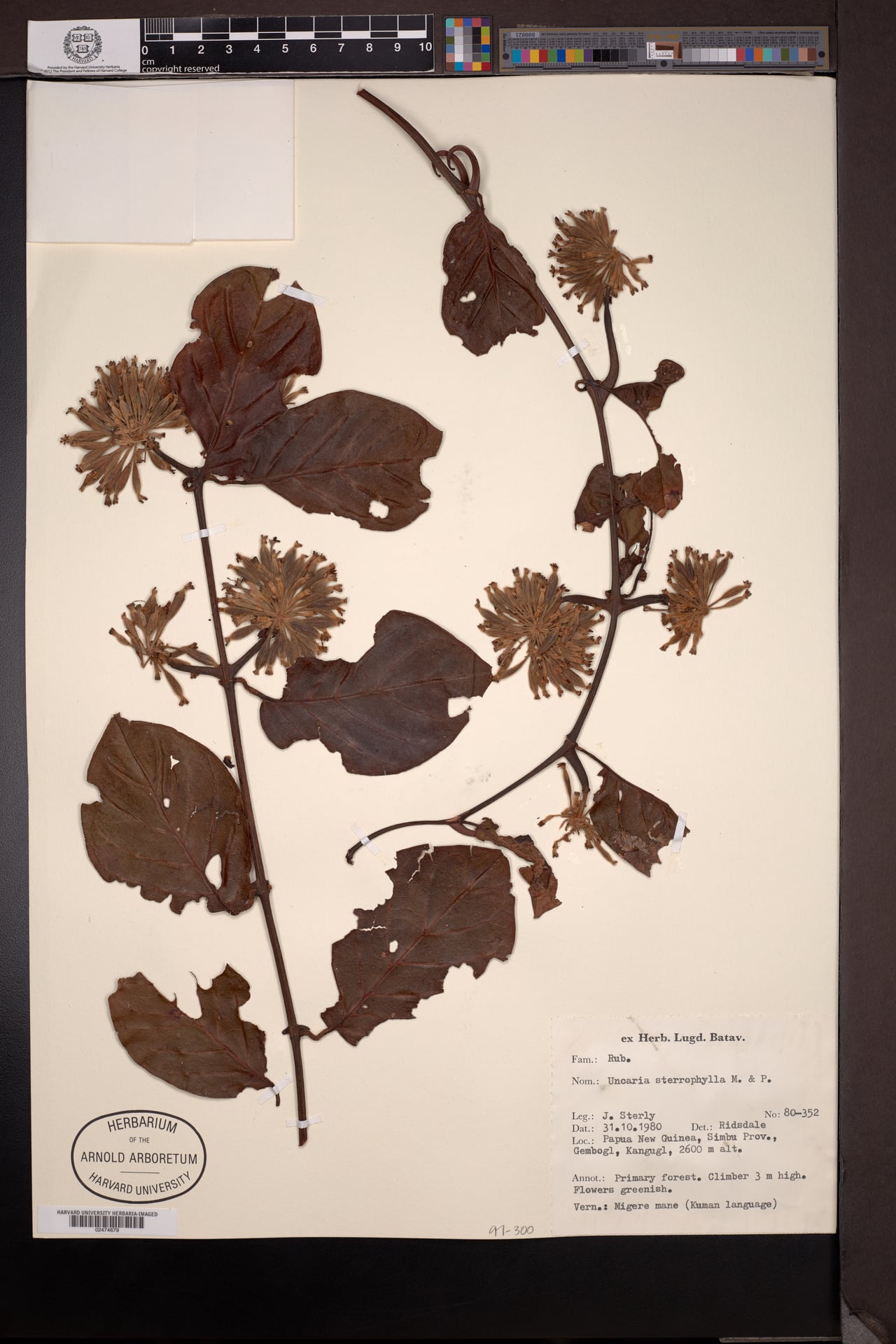 Uncaria sterrophylla (Yawalein) — photo