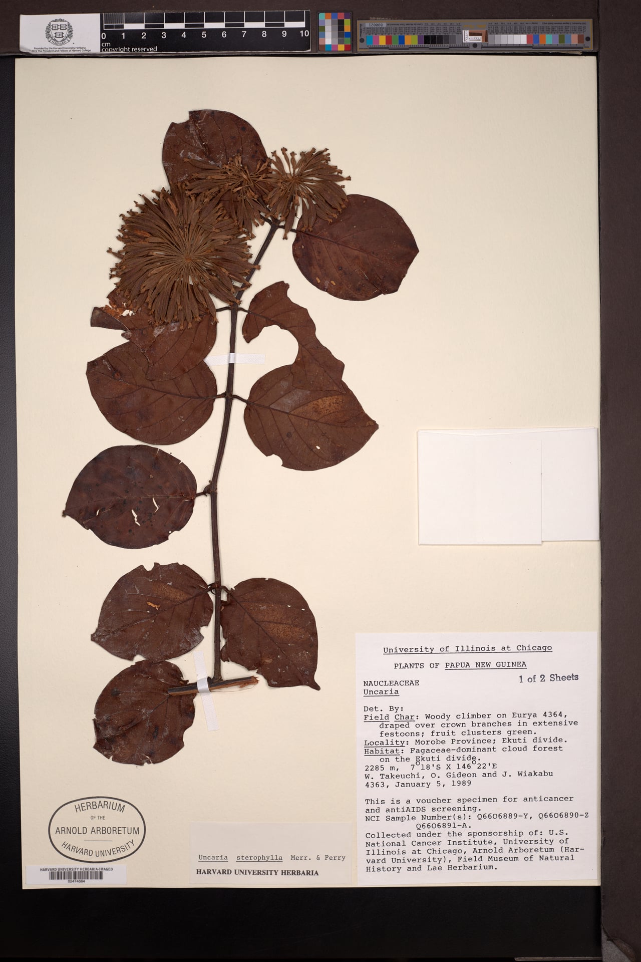 Uncaria sterrophylla