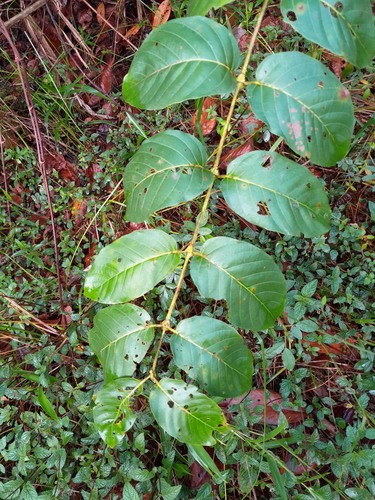 Uncaria tomentosa — photo