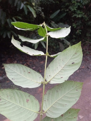 Uncaria tomentosa — photo