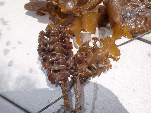 Undaria pinnatifida (Wakame) — photo