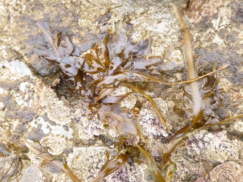 Undaria pinnatifida (Wakame) — photo
