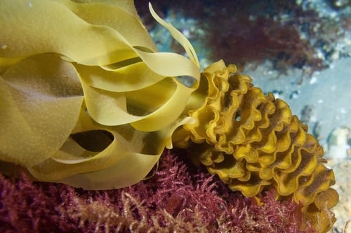 Undaria pinnatifida