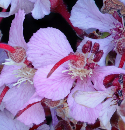 Ungnadia speciosa (Mexican-buckeye) — photo