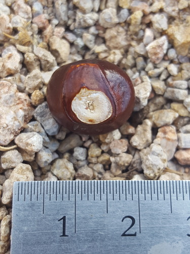 Ungnadia speciosa (Mexican-buckeye) — photo