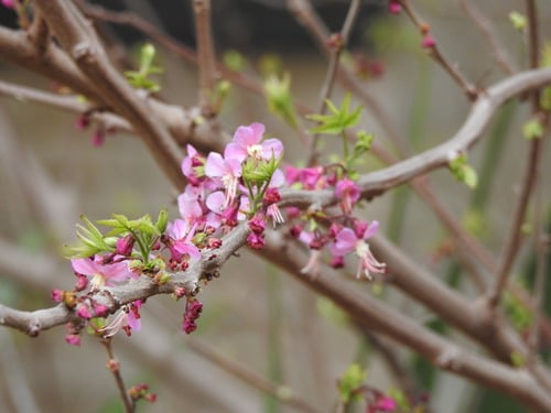 Ungnadia speciosa