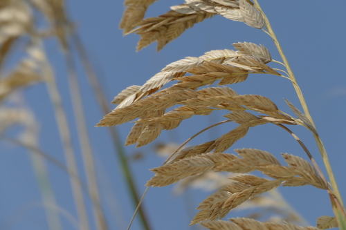 Uniola paniculata (Sea oats) — photo