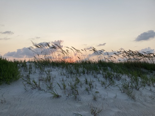 Uniola paniculata (Sea oats) — photo