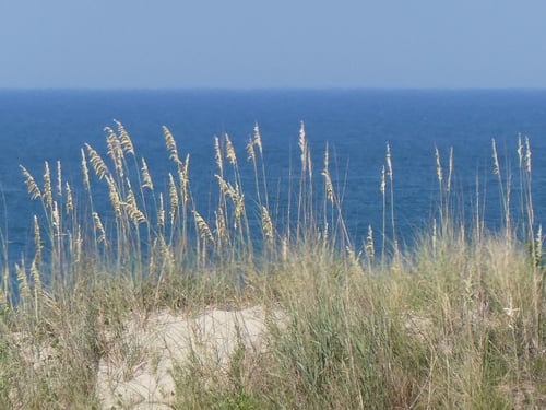 Uniola paniculata