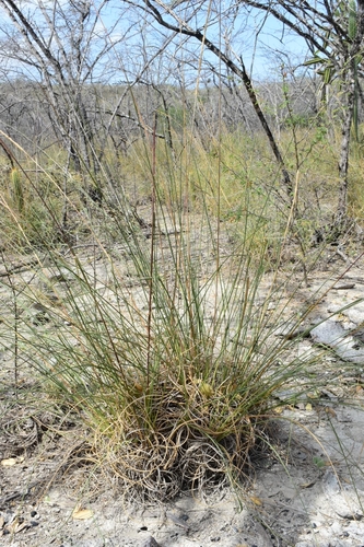 Uniola virgata (Limestone grass) — photo