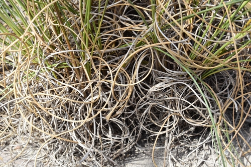 Uniola virgata (Limestone grass) — photo