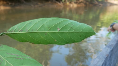 Unonopsis floribunda (Flowery unonopsis) — photo