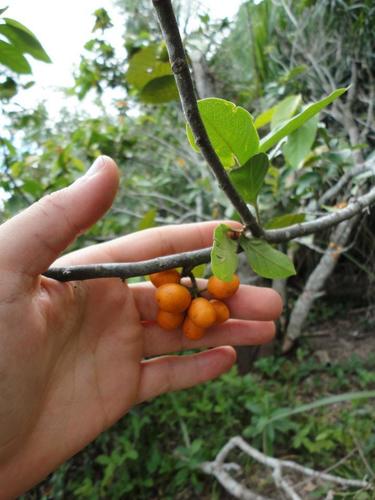 Unonopsis guatterioides