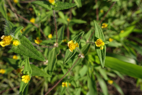 Unxia camphorata