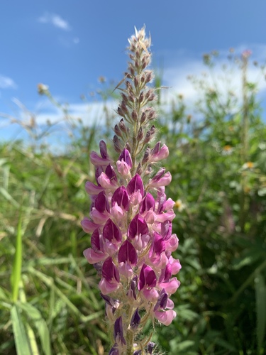 Uraria crinita
