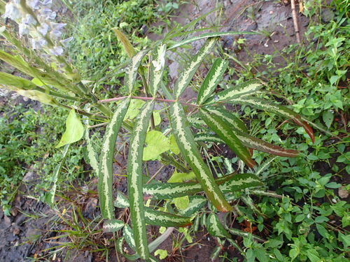 Uraria picta — photo