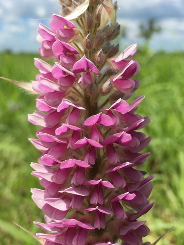 Uraria picta