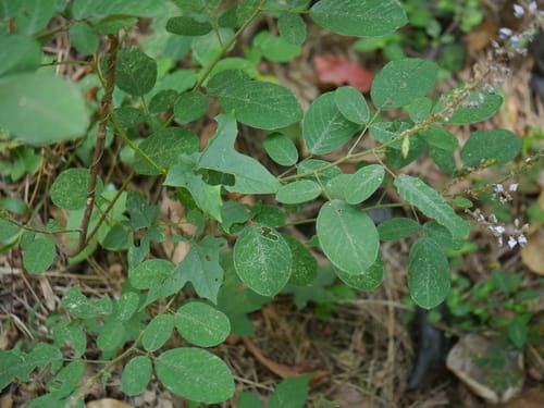 Uraria rufescens — photo