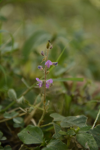 Uraria rufescens