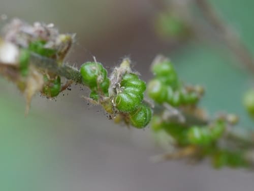 Uraria rufescens — photo