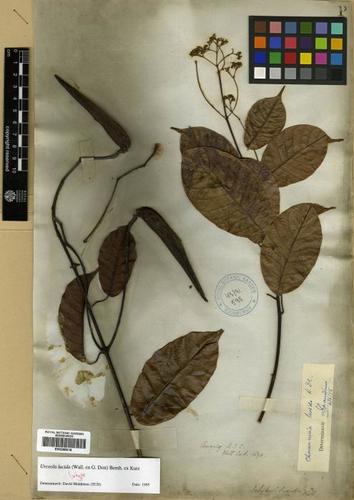 Urceola lucida