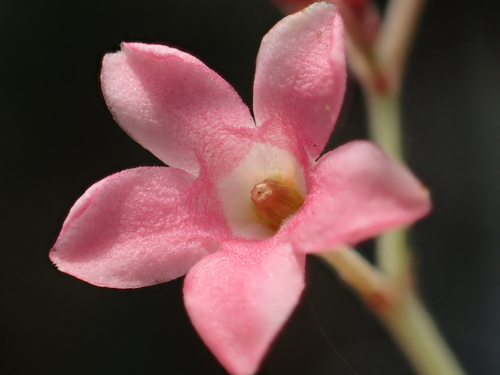 Urceola rosea