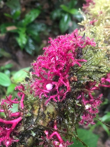 Urera baccifera (Bugrun) — photo