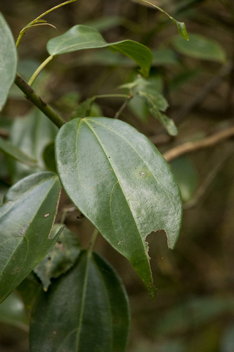 Urera cameroonensis — photo