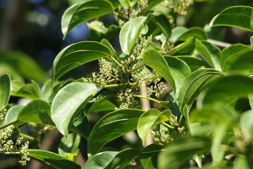 Urera cameroonensis