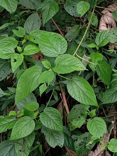 Urera caracasana (Flame berry scratch bush) — photo