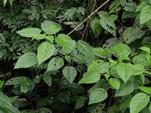 Urera caracasana (Flame berry scratch bush) — photo