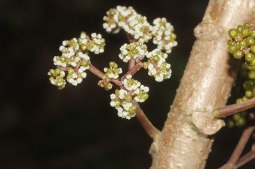 Urera elata (Bugrun) — photo