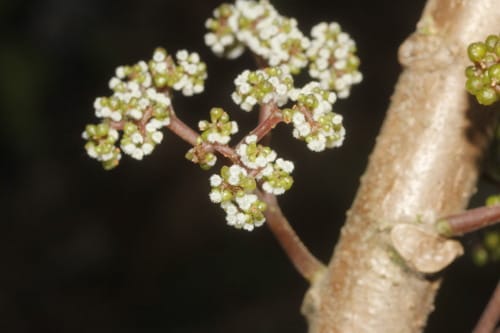 Urera elata (Bugrun) — photo