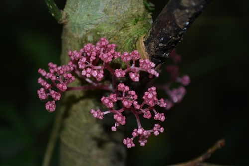 Urera elata
