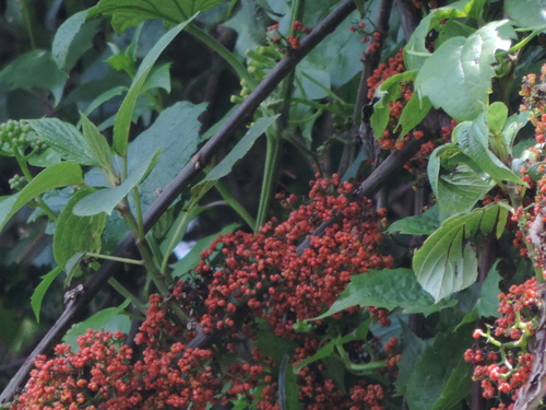 Urera hypselodendron (Norroi) — photo