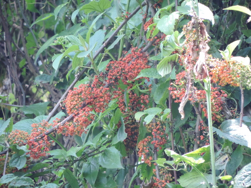 Urera hypselodendron