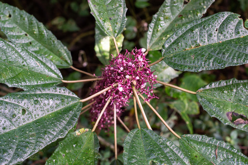 Urera nitida