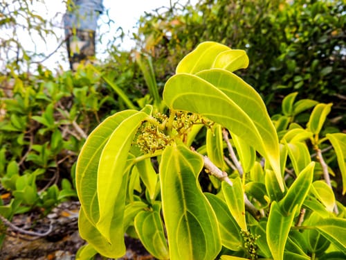 Urera trinervis (Climbing nettle) — photo