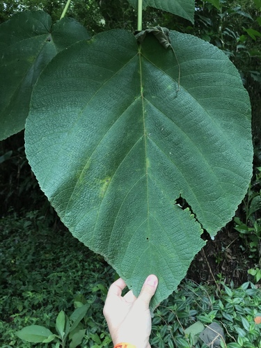 Urera verrucosa — photo
