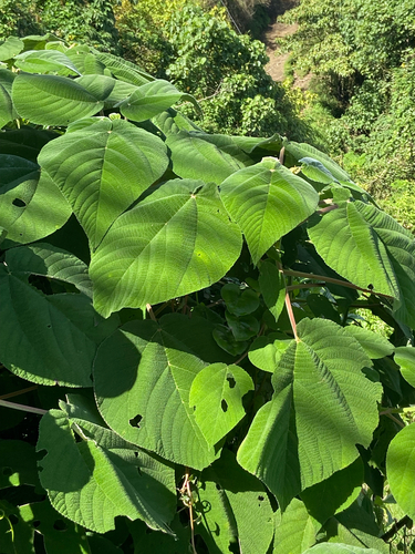 Urera verrucosa