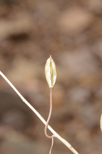 Urginea indica (Indian squill) — photo
