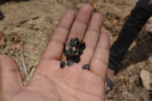 Urginea indica (Indian squill) — photo