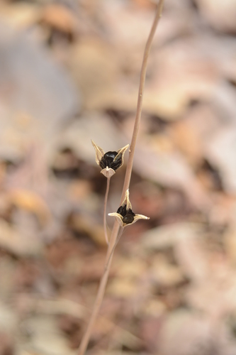 Urginea indica