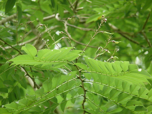 Uribea tamarindoides (Tamarind like uribea) — photo