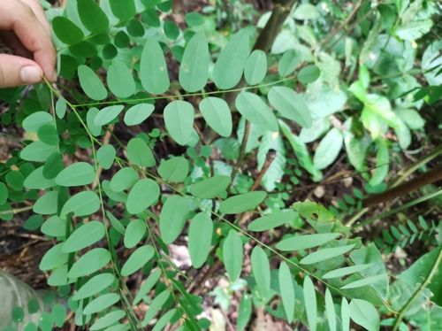 Uribea tamarindoides (Tamarind like uribea) — photo