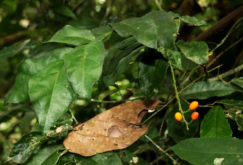 Urobotrya sparsiflora — photo