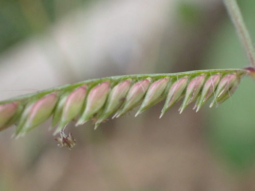 Urochloa brachyura (Annual tailgrass) — photo