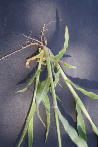 Urochloa brachyura (Annual tailgrass) — photo